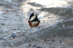 10月30日 明石公園 ３