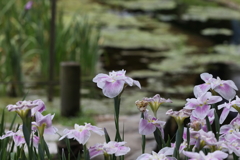 6月6日 須磨離宮公園 55
