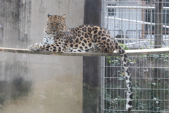 3月26日 王子動物園 26