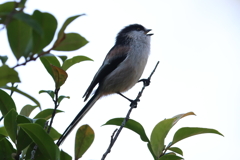 11月2日 明石公園 11