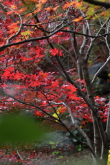 11月23日 京都 18