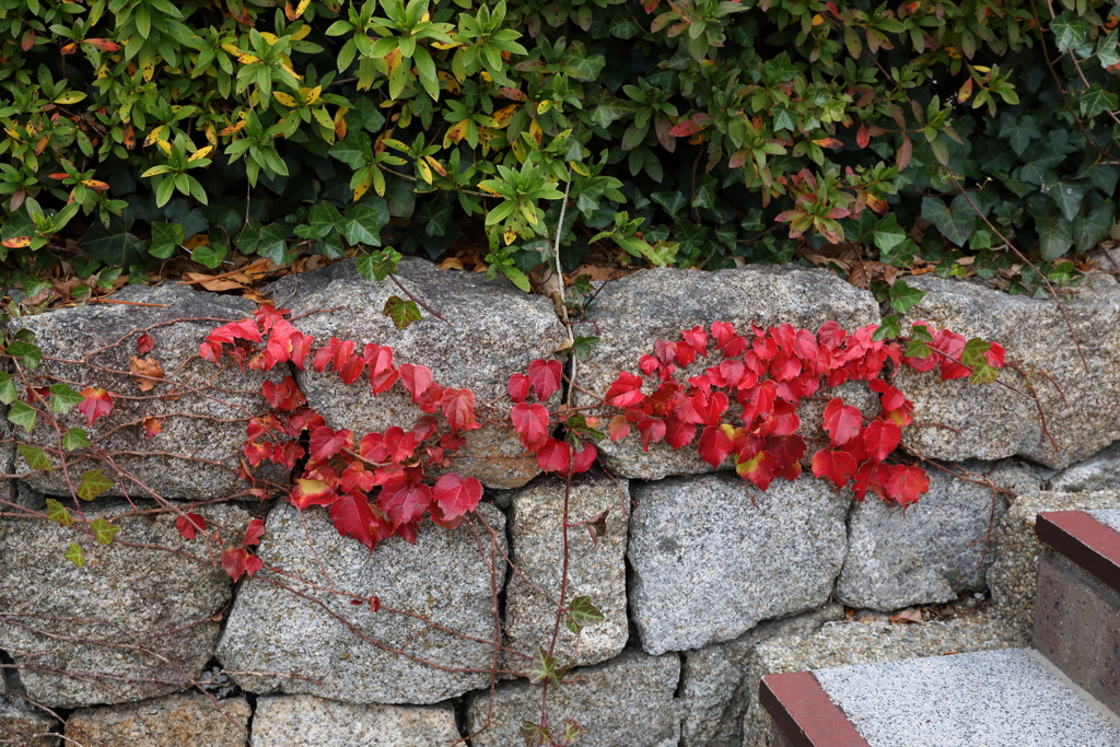 12月7日 布引ハーブ園 ８