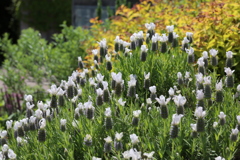 5月5日 布引ハーブ園 23