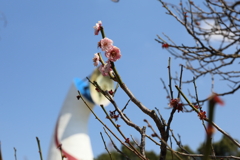 3月19日 万博記念公園 ５