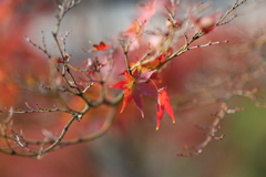 11月28日 相楽園 25