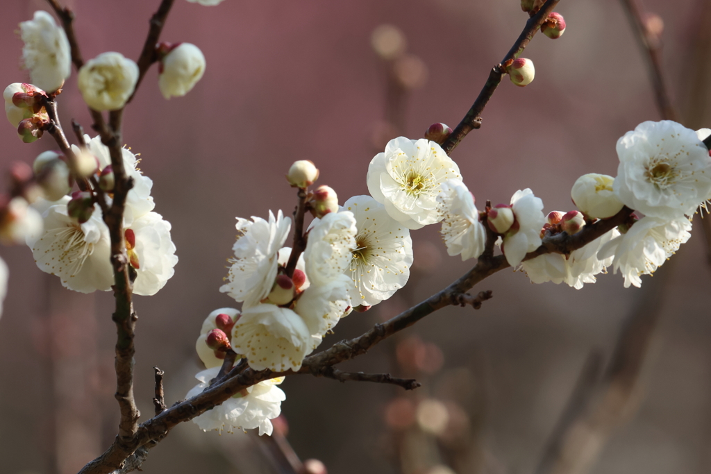 2月11日 明石公園 11
