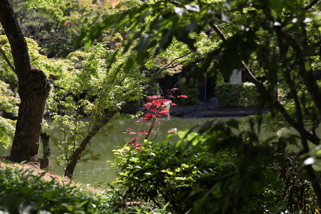 5月23日 相楽園 55