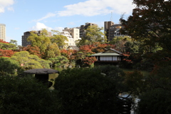 11月11日 相楽園 8 11月11日 相楽園 8