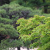 5月18日 相楽園 25