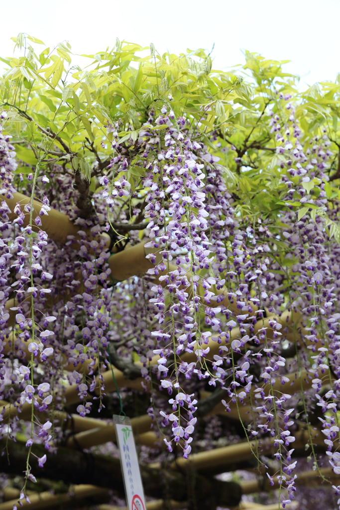 5月2日 奈良 26