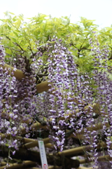 5月2日 奈良 26