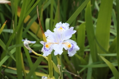 4月29日 散歩 ８