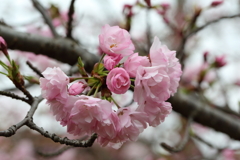 3月28日 岡本南公園 13