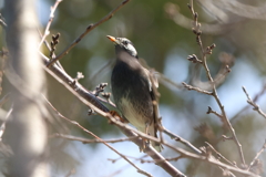 3月12日 明石公園 ２