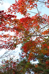 11月23日 京都 38
