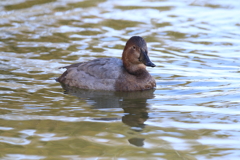 11月27日 明石公園 14
