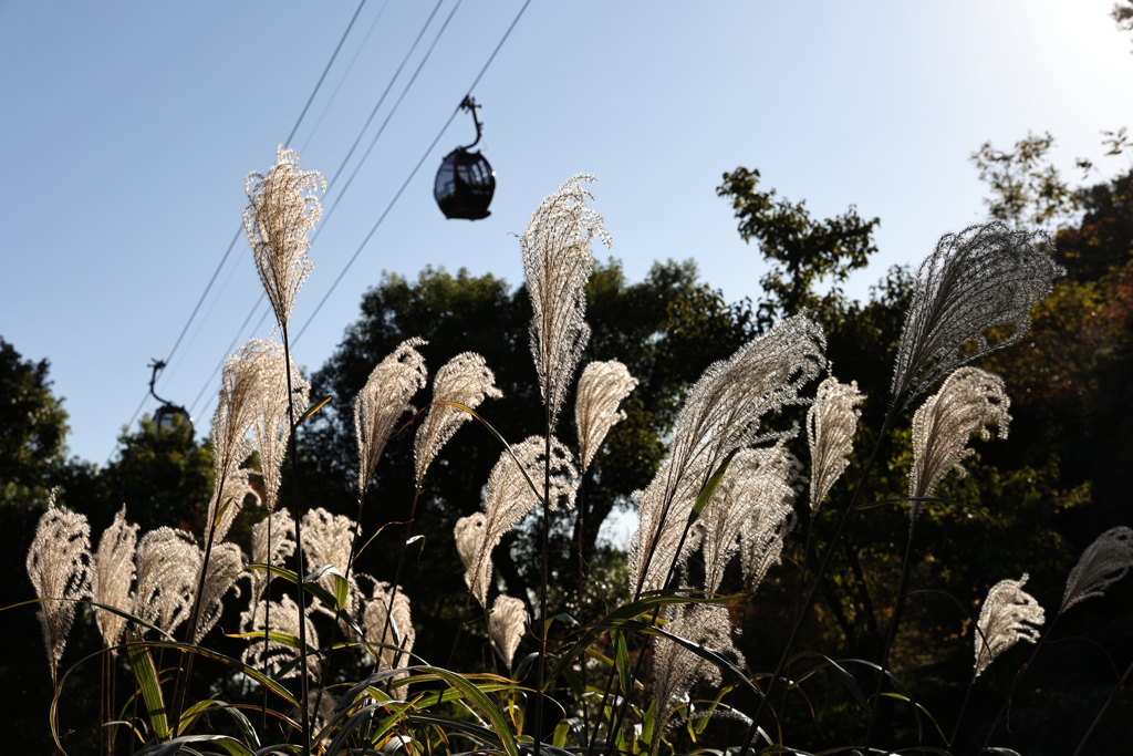 11月14日 布引ハーブ園 20