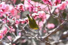 3月5日 岡本公園 32