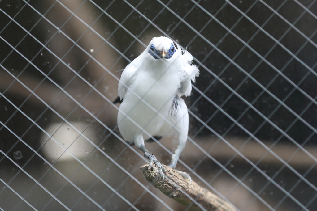 6月16日 王子動物園 49