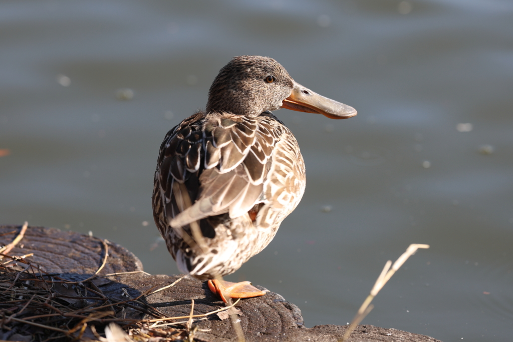 1月29日 明石公園 ５