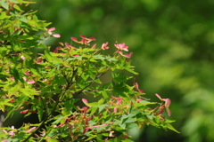 5月4日 鶴見緑地 ８