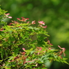 5月4日 鶴見緑地 ８