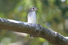 10月2日 明石公園 12