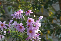 11月14日 明石公園 ４