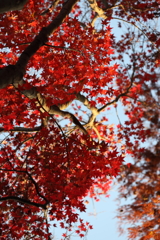 12月6日 須磨離宮公園 34