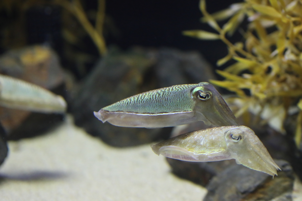 6月11日 須磨海浜水族園 31