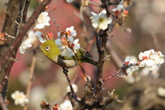 2月20日 須磨離宮公園 38