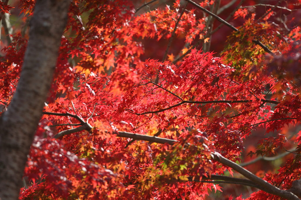12月5日 明石公園 ３