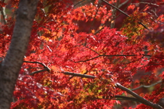 12月5日 明石公園 ３