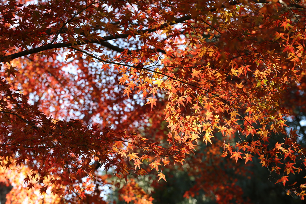 12月2日 布引ハーブ園 ６