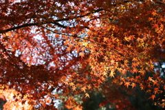 12月2日 布引ハーブ園 6 12月2日 布引ハーブ園 6