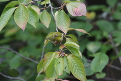 10月9日 夙川河川敷公園 13