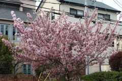4月3日 岡本南公園 １