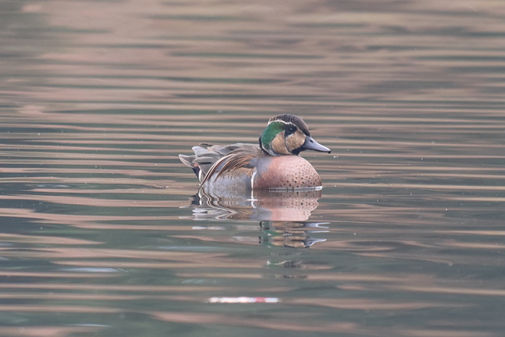 12月31日 明石公園 ７
