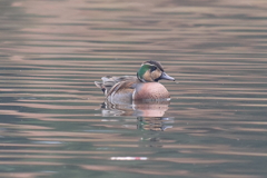12月31日 明石公園 ７