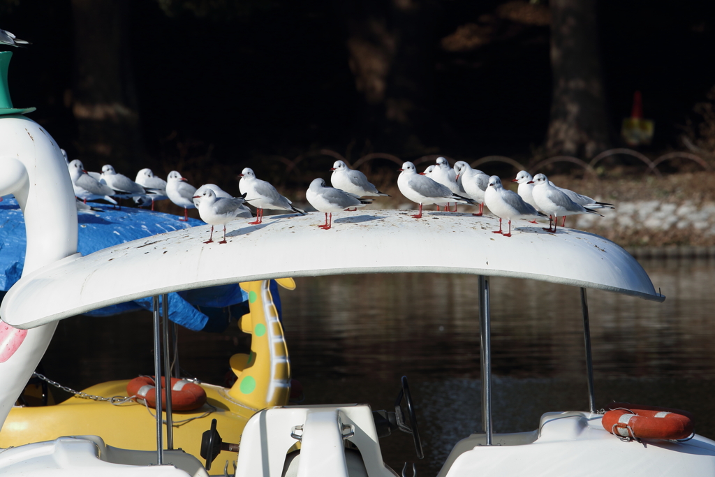 12月31日 明石公園 ８