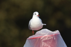 1月28日 明石公園 ６