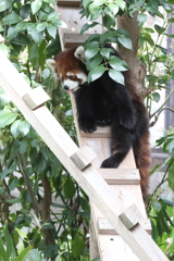 3月26日 王子動物園 18
