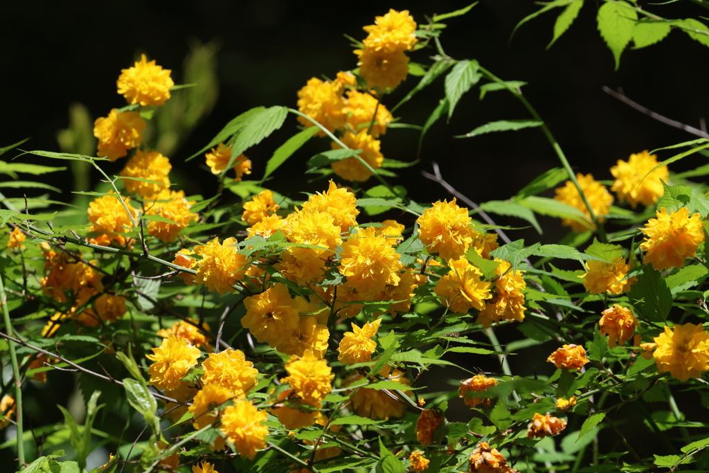 5月3日 神戸市立森林植物園 ３