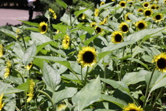 7月22日 布引ハーブ園 22