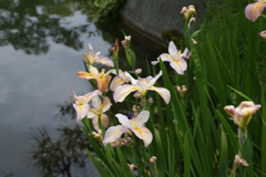 5月15日 相楽園 ９
