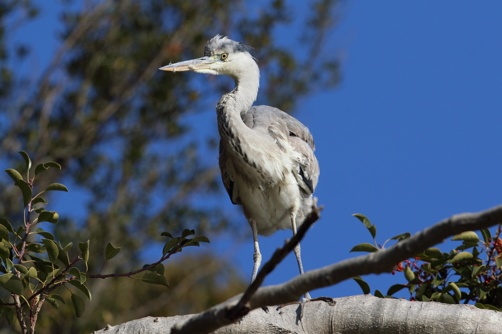 12月31日 明石公園 ３