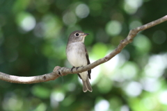 9月25日 明石公園 ６