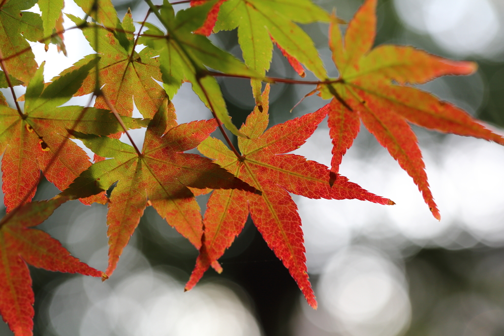 11月16日 相楽園 47