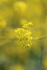 5月4日の布引ハーブ園 ７
