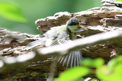 6月2日 明石公園 33